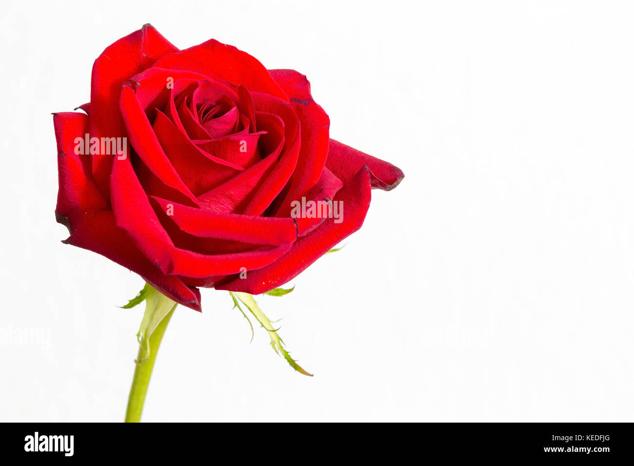 Rose rouge fleur sur fond blanc Banque D'Images