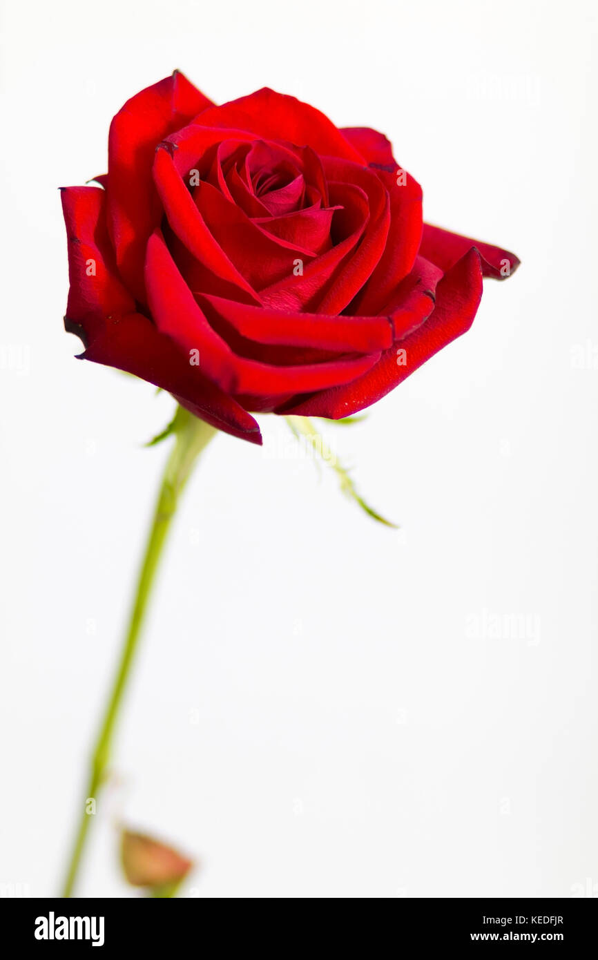 Rose rouge fleur sur fond blanc Banque D'Images