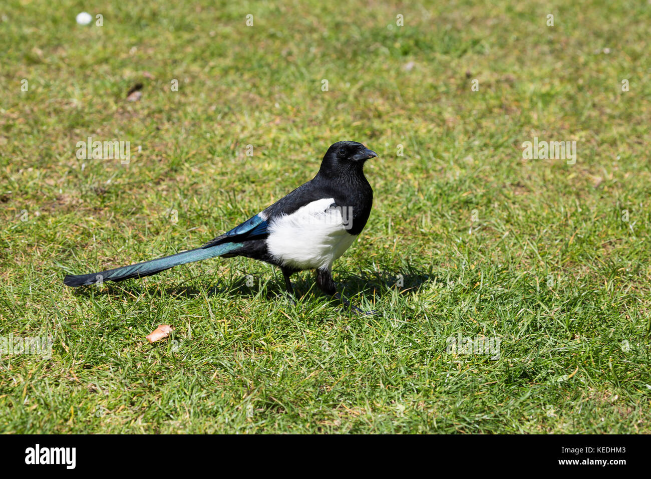 Magpie sur l'herbe sous le soleil Banque D'Images