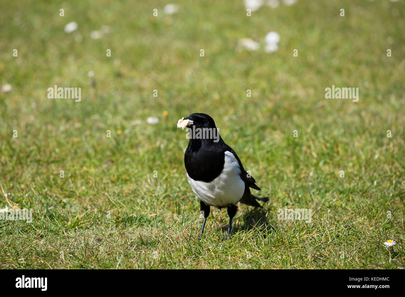 Magpie sur l'herbe au soleil dans le projet de loi alimentaire Banque D'Images