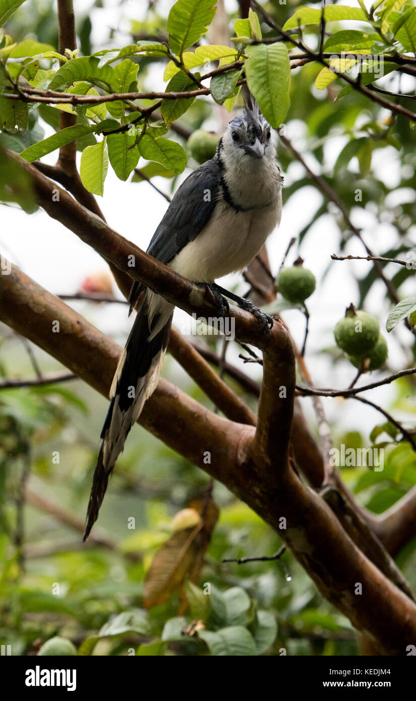 Pie bleue-jay dans un pommier au Costa Rica Banque D'Images