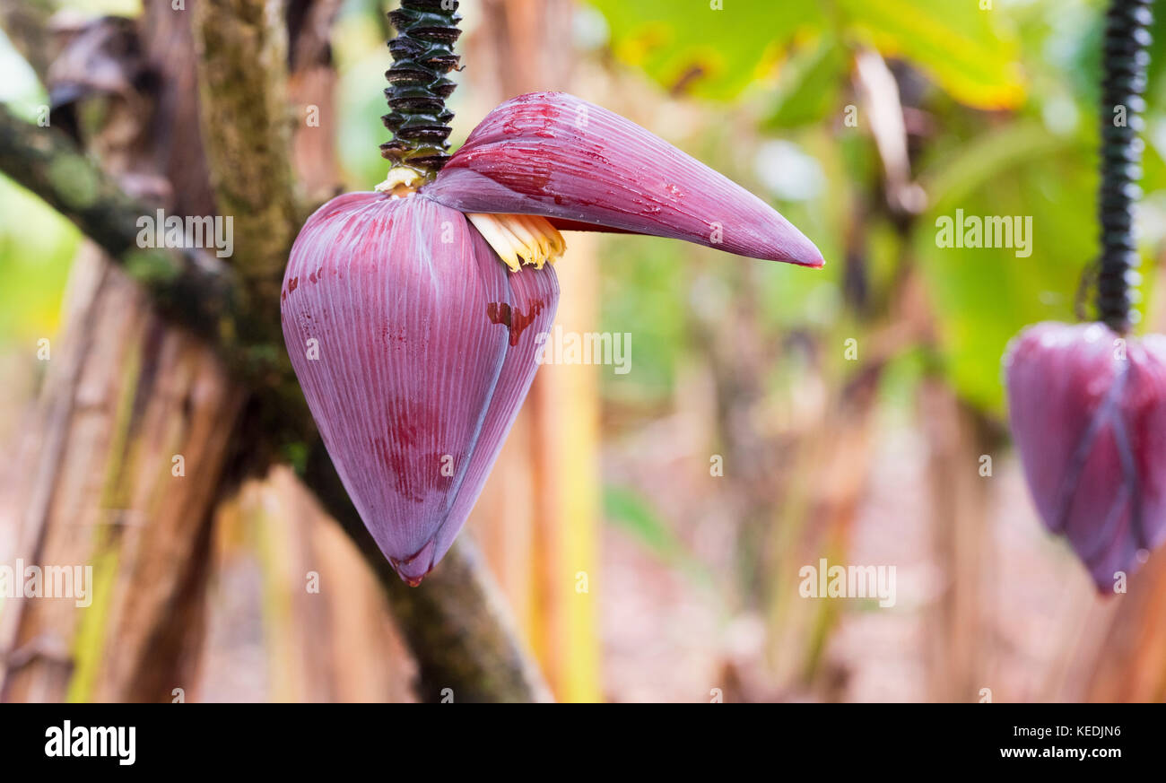 La pendaison, corm, coeur de la banane et de crêtes-tronc des bananiers, Banque D'Images