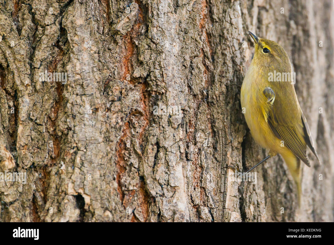 Grosbec casse-noyaux phylloscopus collybita ou sur un arbre avec copie espace pour le texte Banque D'Images