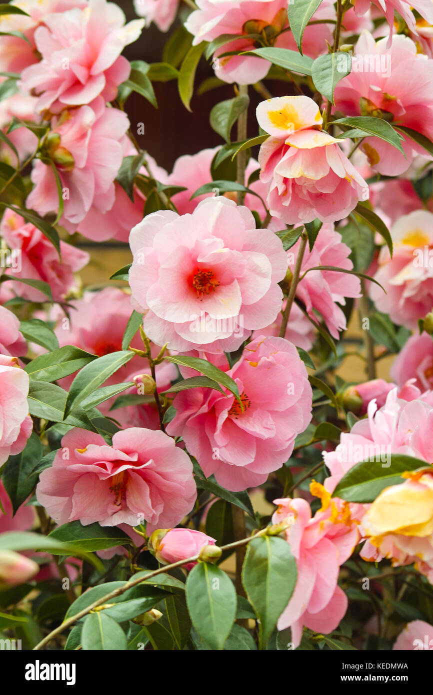 Japonais rose fleurs de camélia (camellia japonica). belle floraison rose bush Banque D'Images