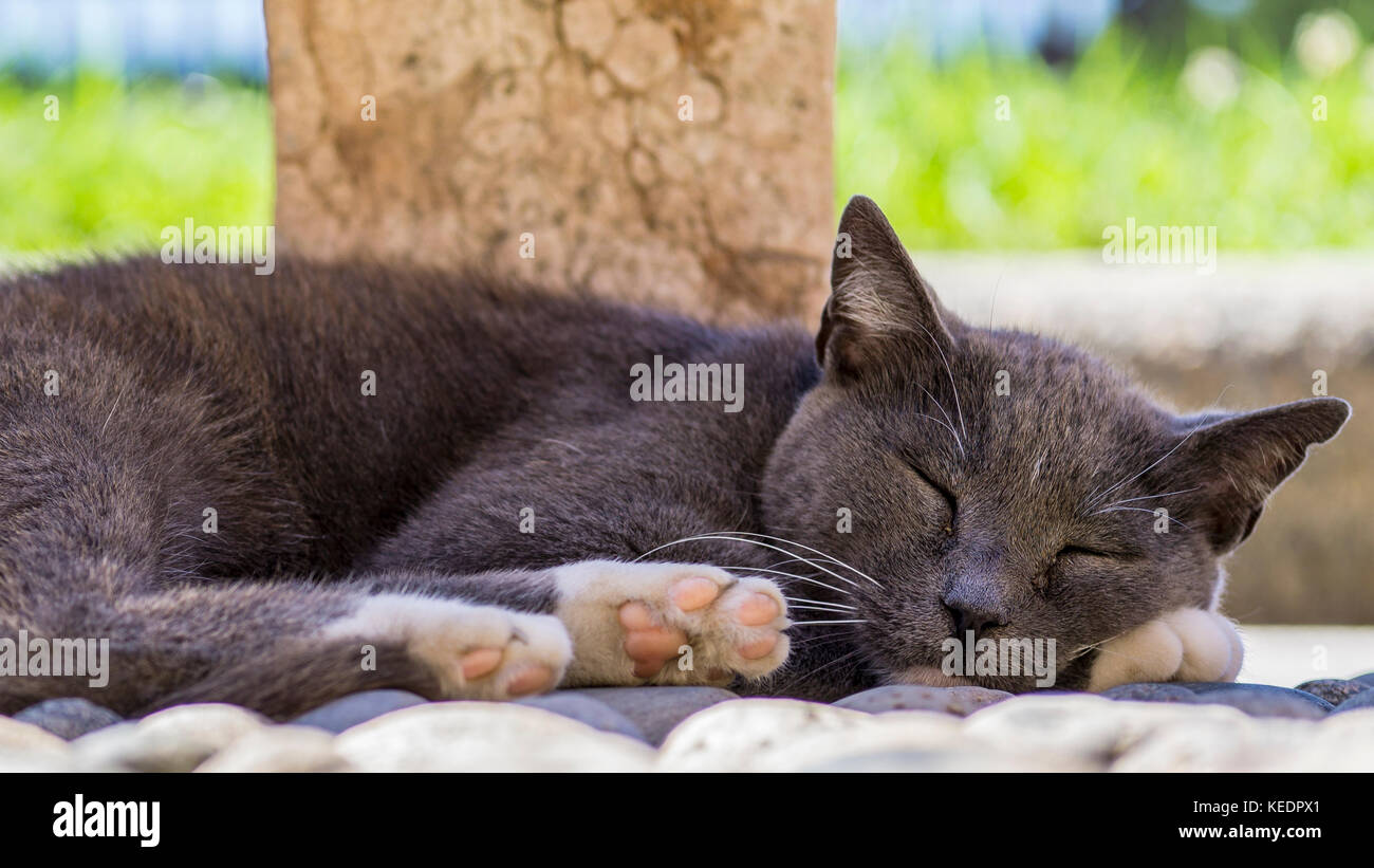 Un Gentil Petit Chat Noir Est En Train De Dormir Au Soleil Sous Un Arbre Photo Stock Alamy