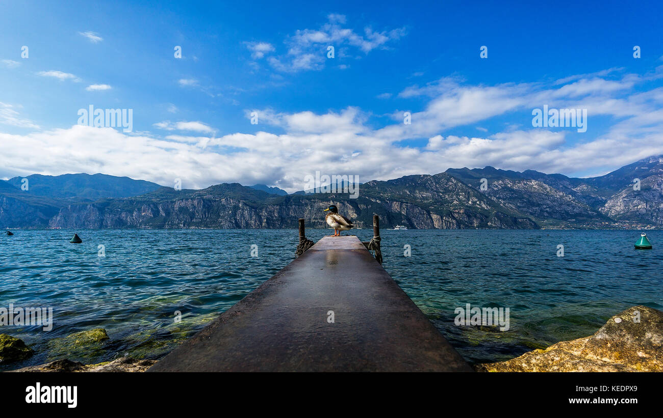 Un canard sur l'embarcadère en face de la montagne au lac de garde Banque D'Images