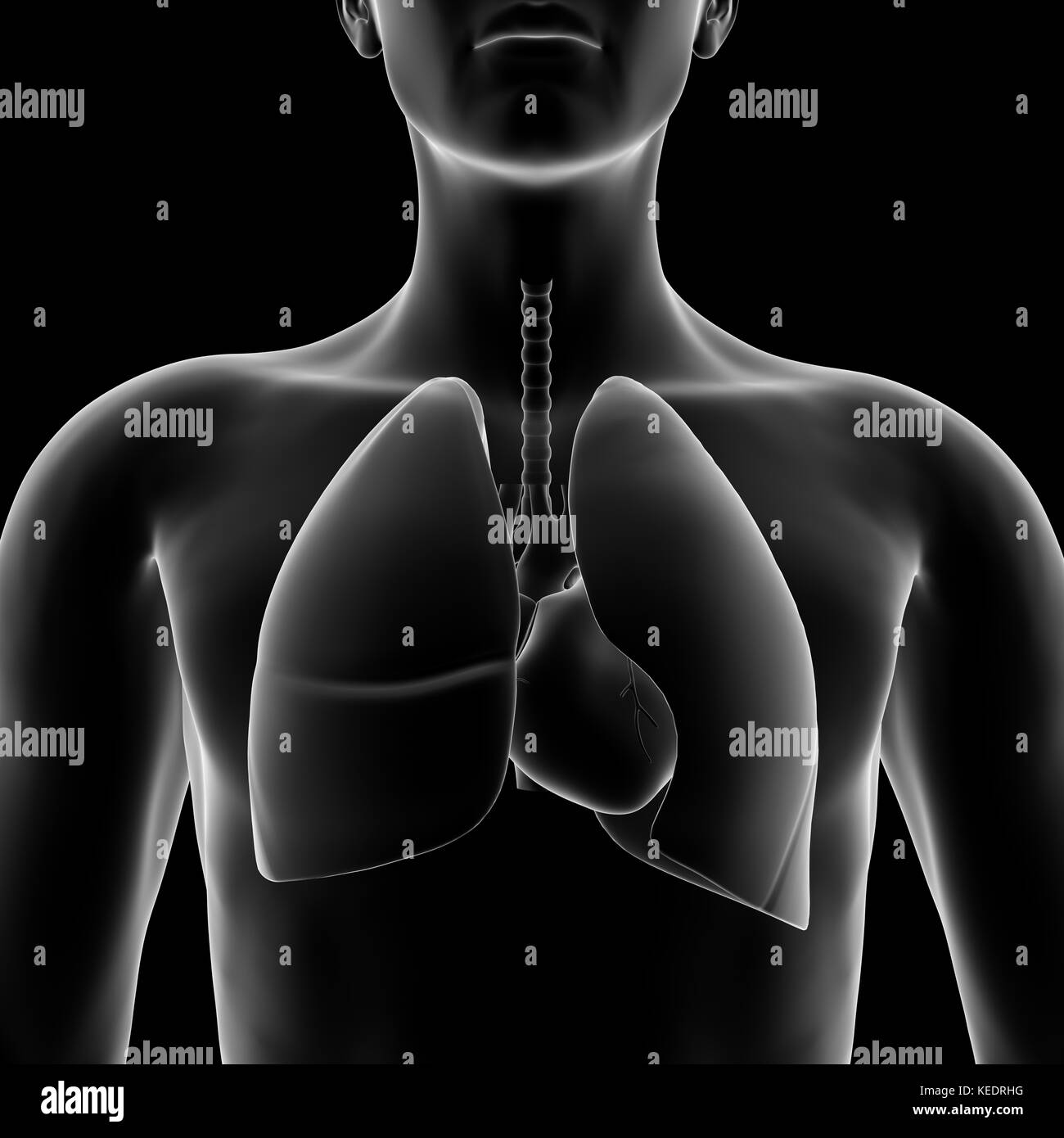 Les droits de l'lang, modèle médical Banque D'Images