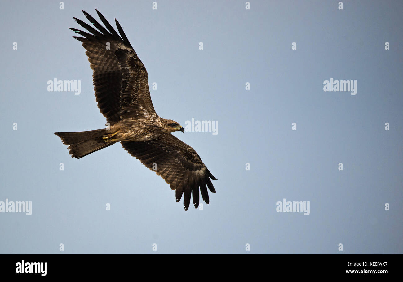 Un milan noir oiseau en vol à la proie Banque D'Images