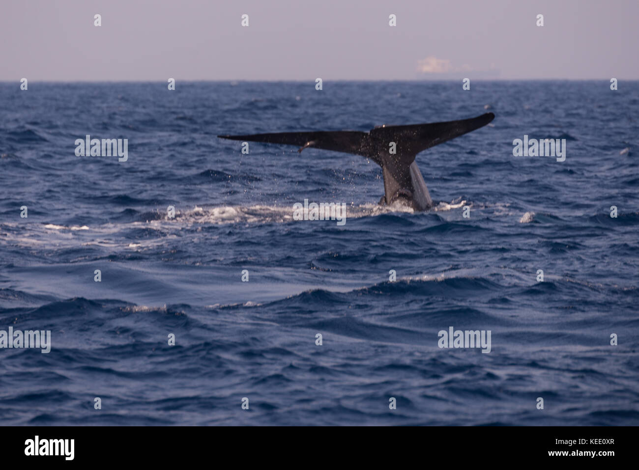 Queue de baleine au Sri Lanka, en Asie Banque D'Images