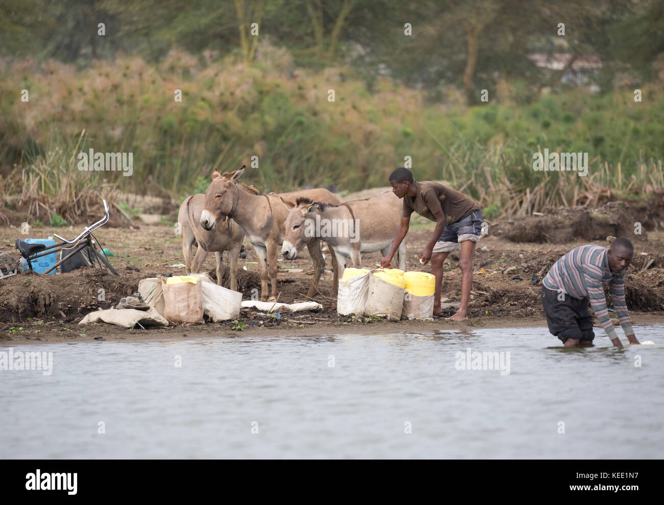 Les hommes africains et les ânes à la collecte de l'eau lac Naivasha au Kenya Banque D'Images