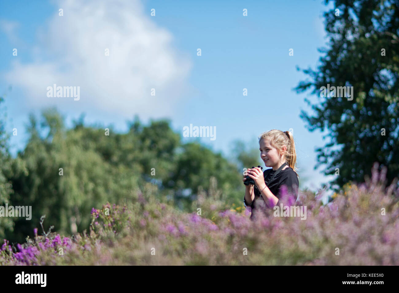 Jeune fille l'observation des oiseaux dans les basses terres heath North Norfolk en été (modèle libéré - Charlotte Tipling) Banque D'Images