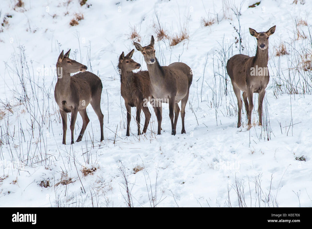 Red Deer (Cervus elaphus), troupeau de Hinds en hiver, la Pologne, l'Europe Banque D'Images