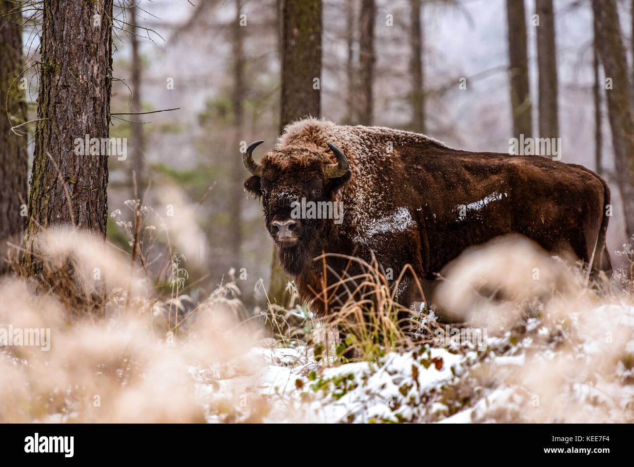 Bison, bison d'Europe (Bison bonasus) dans la forêt d'hiver Banque D'Images