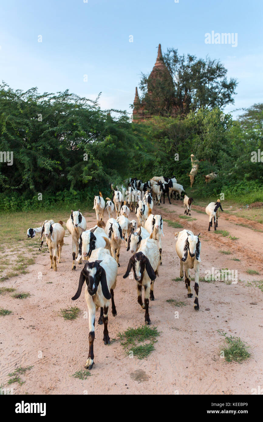 Troupeau de chèvres paître près de l'ancienne stupas et temples de Bagan, myanmar Banque D'Images