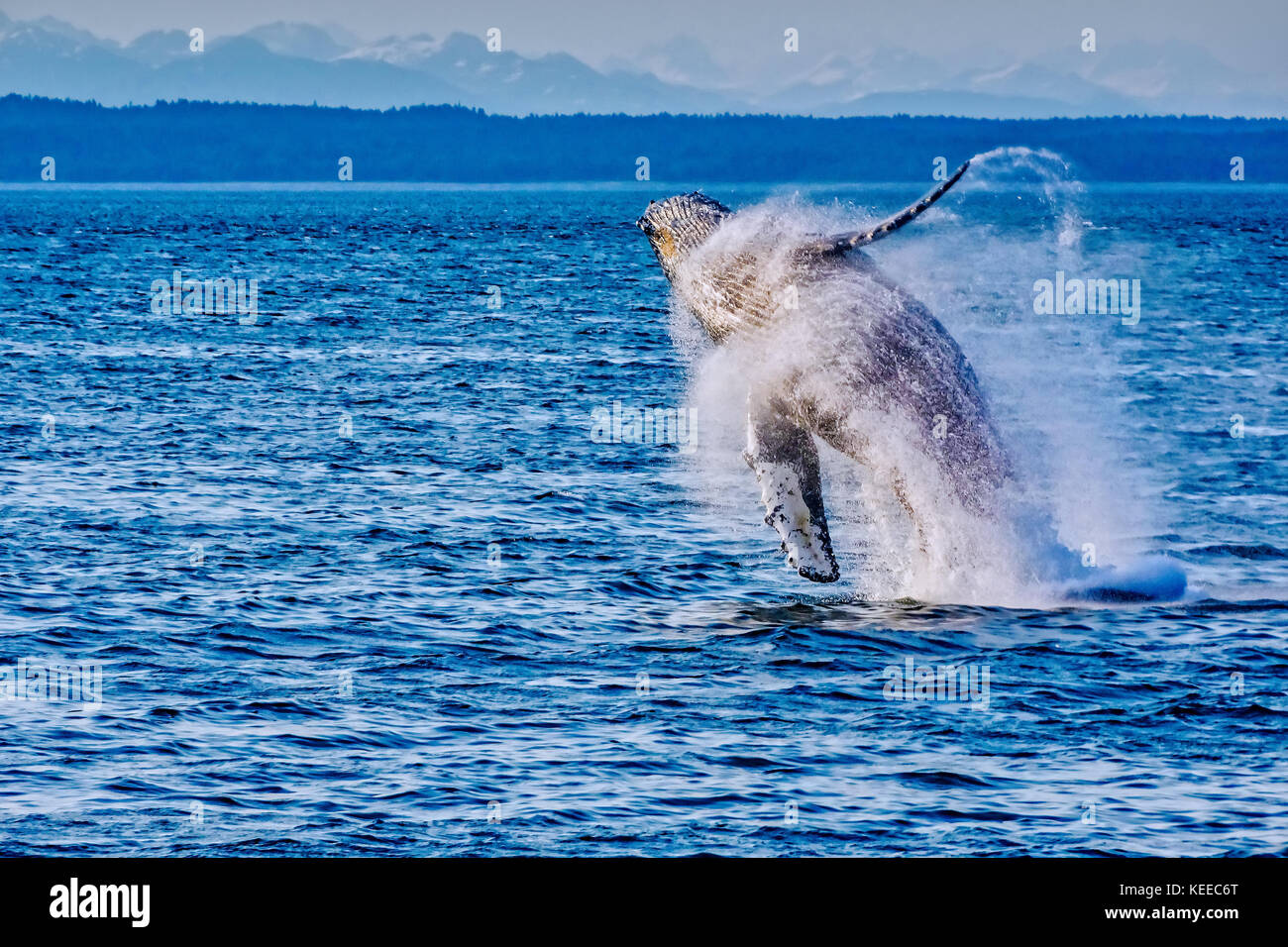 Humpback Whale breaching au large des côtes de l'alaska Banque D'Images