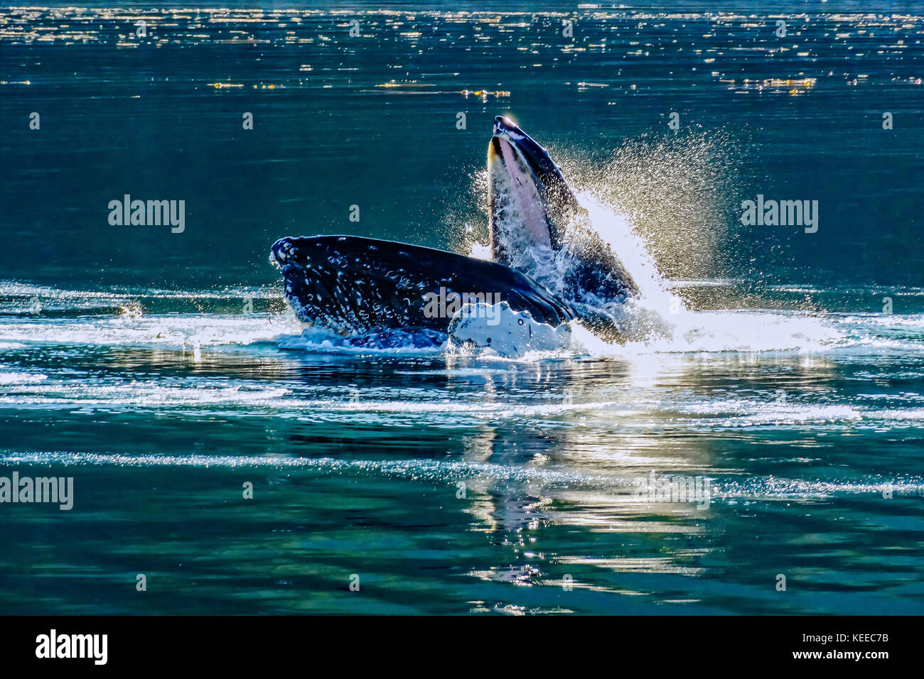 Alimentation Des Baleines Banque d