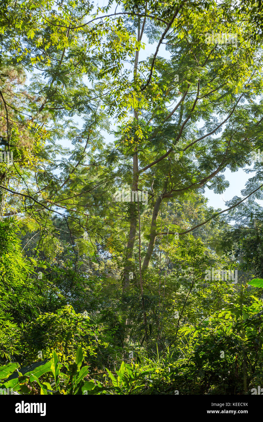 La forêt tropicale luxuriante Banque D'Images