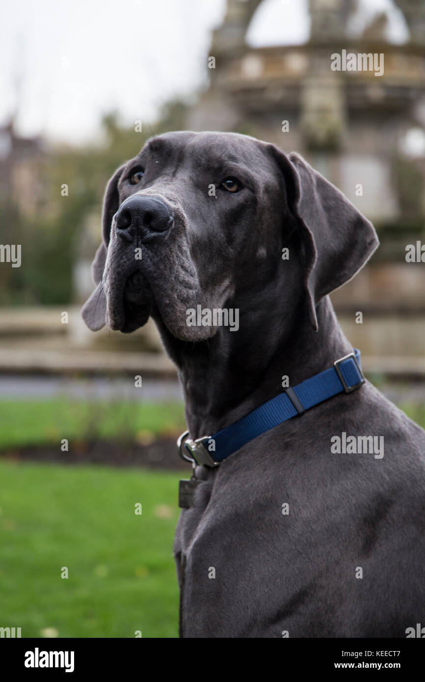 Dogue Allemand gris, noir lab, bull terrier dans le parc Photo Stock - Alamy
