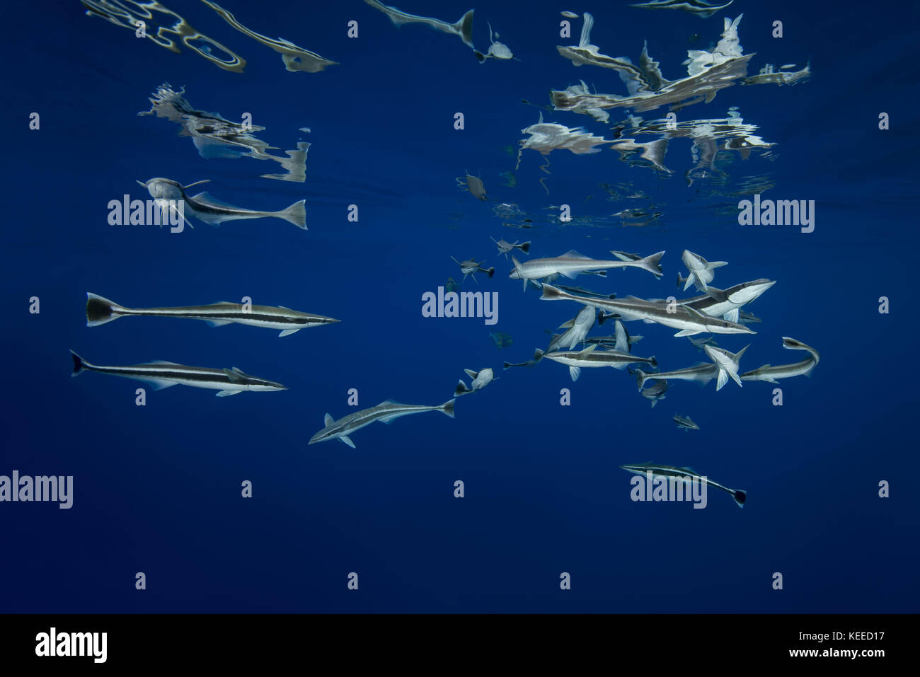 Banc de poissons (Echeneis naucrates Remora) la consommation de surface de l'eau Banque D'Images