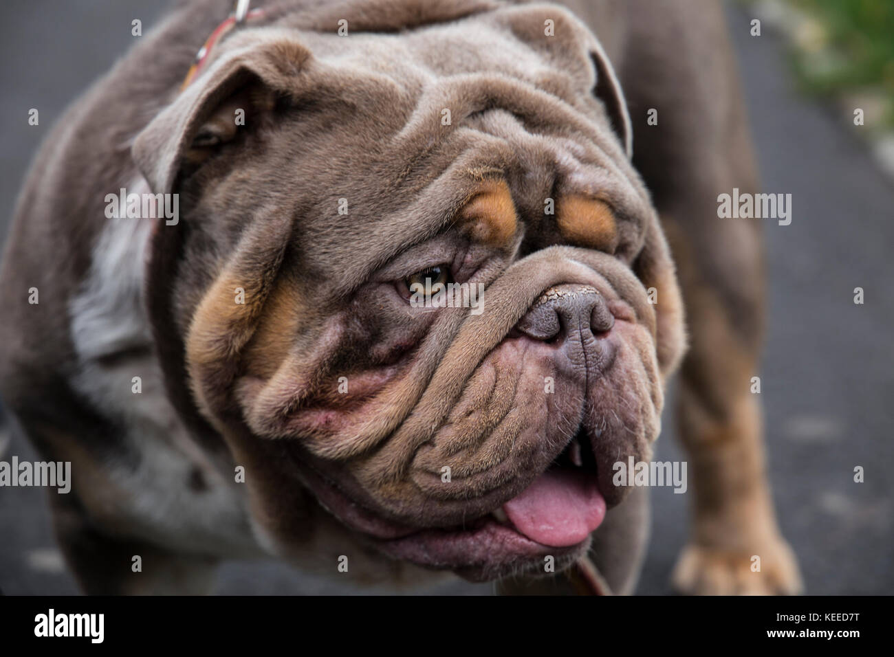 Bulldog anglais mâle Banque de photographies et d'images à haute résolution  - Alamy