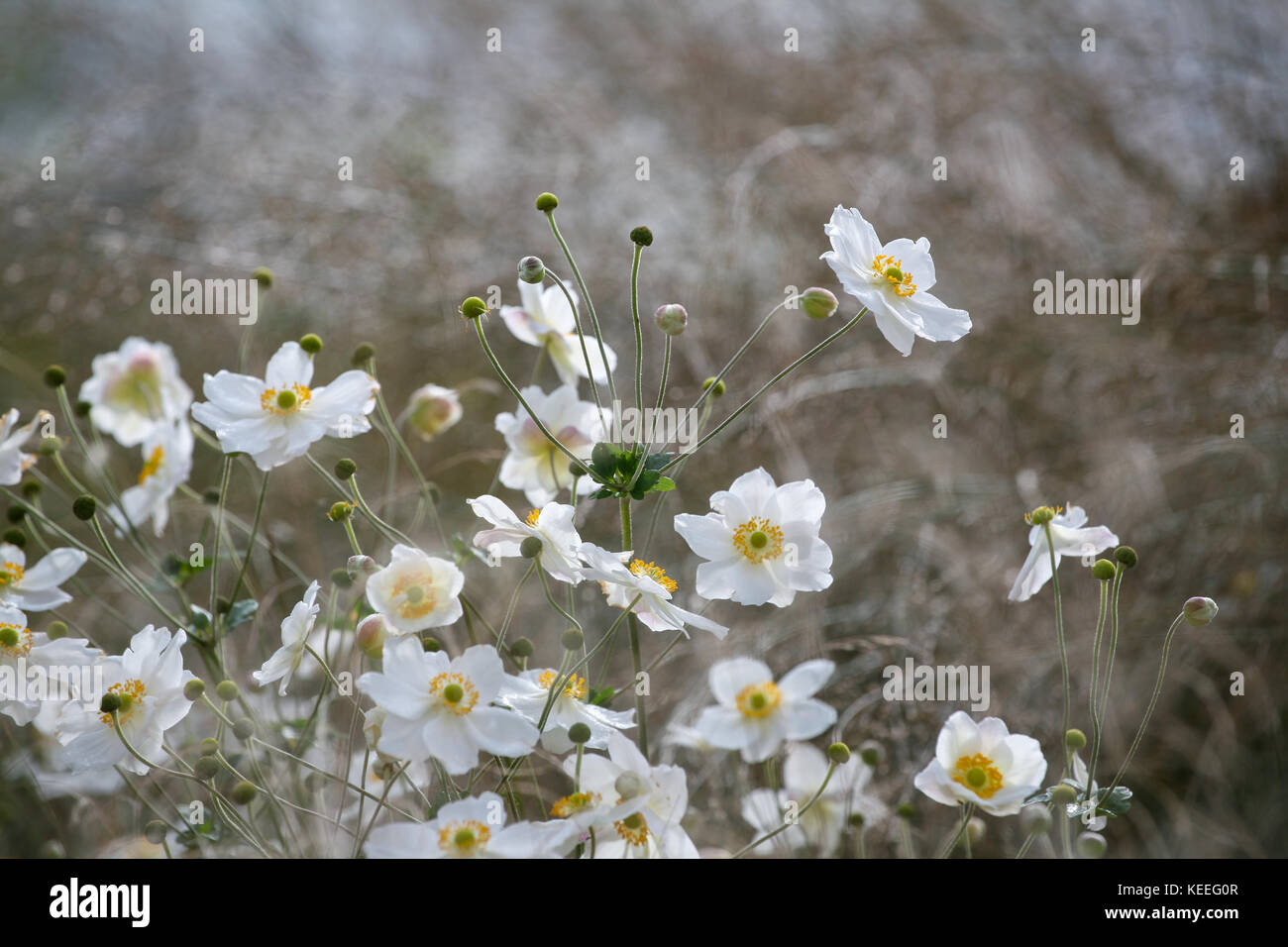 Anemone 'Honorine Jobert' / anemone japonais blanc parmi les graminées Banque D'Images