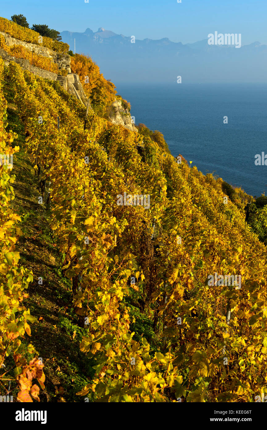 Vignes en terrasse abrupte, culture au-dessus du lac Léman dans la région viticole de Lavaux, Rivaz, Vaud, Suisse Banque D'Images
