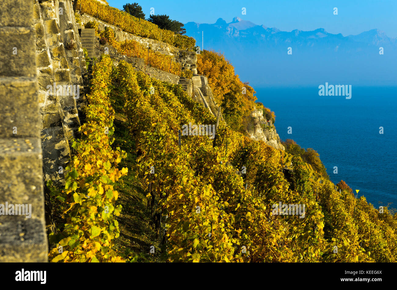 Vignes en terrasse abrupte, culture au-dessus du lac Léman dans la région viticole de Lavaux, Rivaz, Vaud, Suisse Banque D'Images