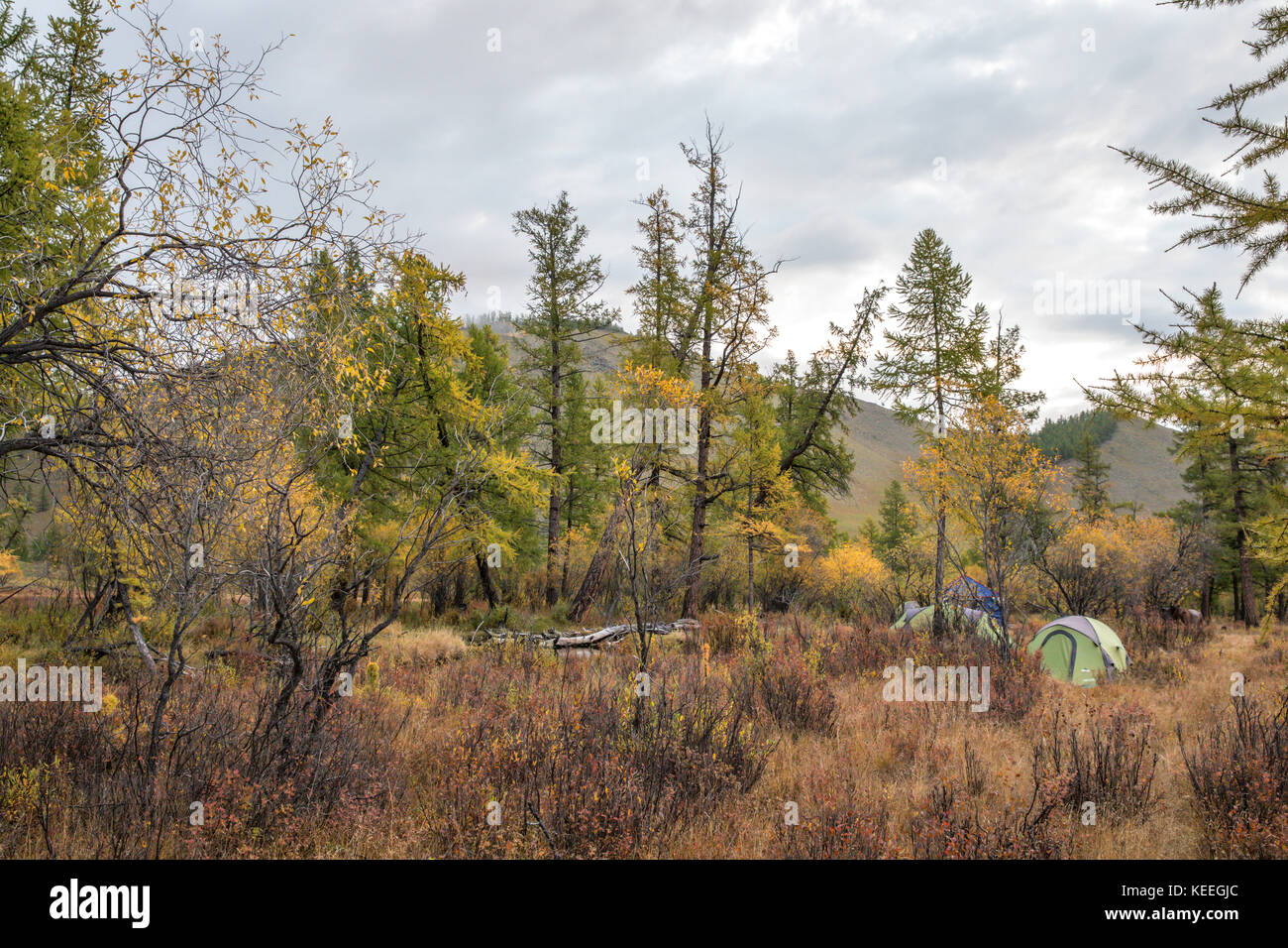 Camping dans le nord de la Mongolie taïga de l'un Banque D'Images