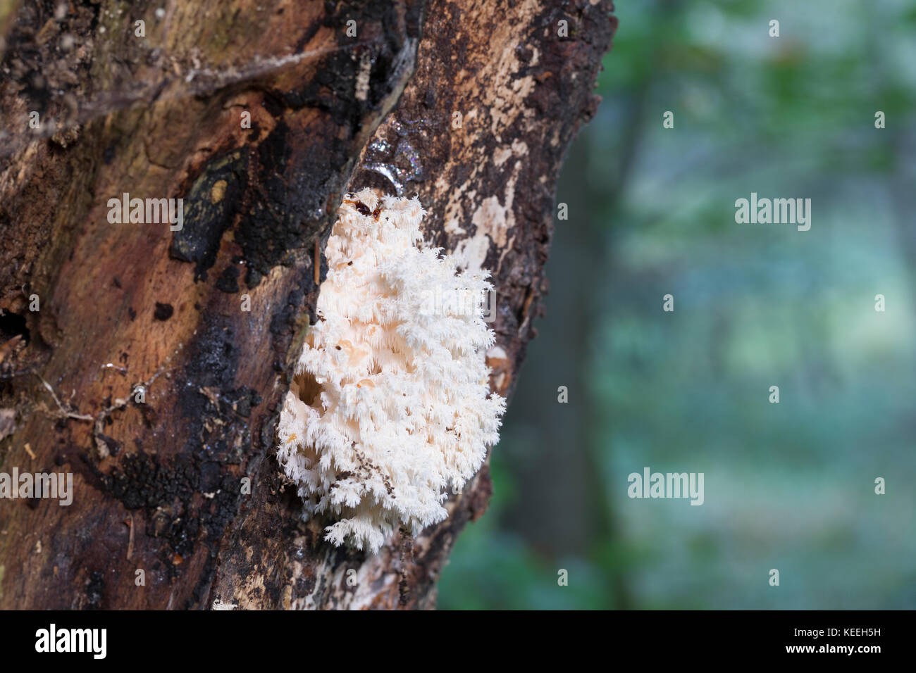 Ästiger Stachelbart, Korallenstachelbart, Korallen-Stachelbart, wächst an Totholz, Hericium coralloïdes, Hericium ramosum, champignon à dents en peigne, Corail Banque D'Images