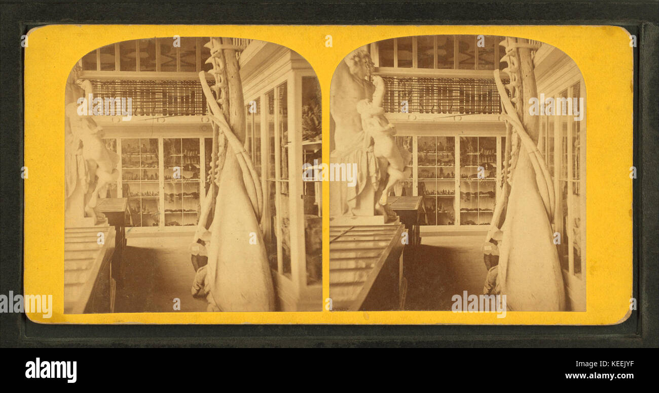 Le musée de la marine de l'intérieur montrant des cas, les os et la sculpture, à partir de Robert N. Dennis collection de vues stéréoscopiques Banque D'Images Le musée de la marine de l'intérieur montrant des cas, les os et la sculpture, à partir de Robert N. Dennis collection de vues stéréoscopiques Banque D'Images