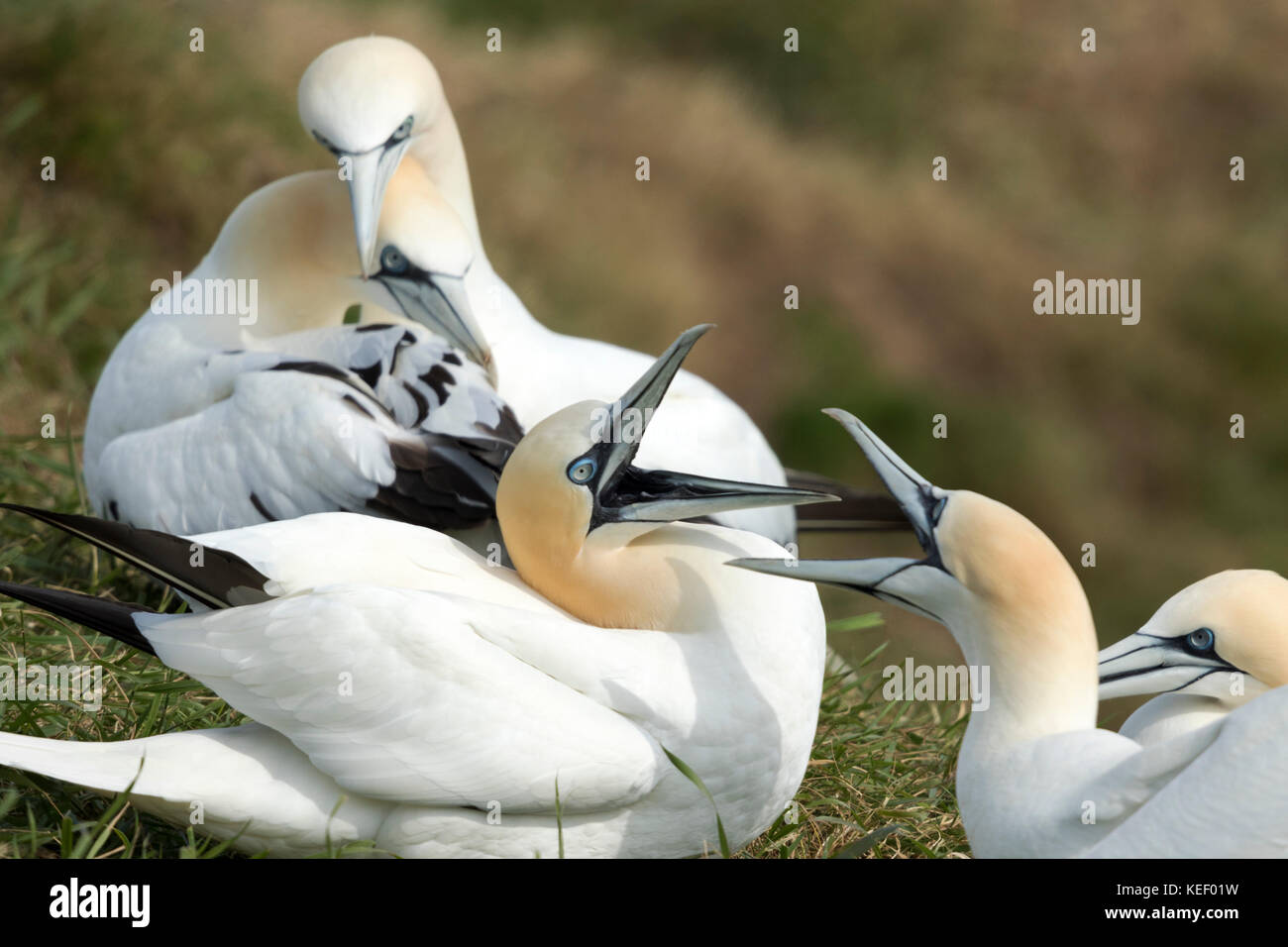 La Faune : Bassan à Bempton Cliffs. (Morus bassanus). Banque D'Images