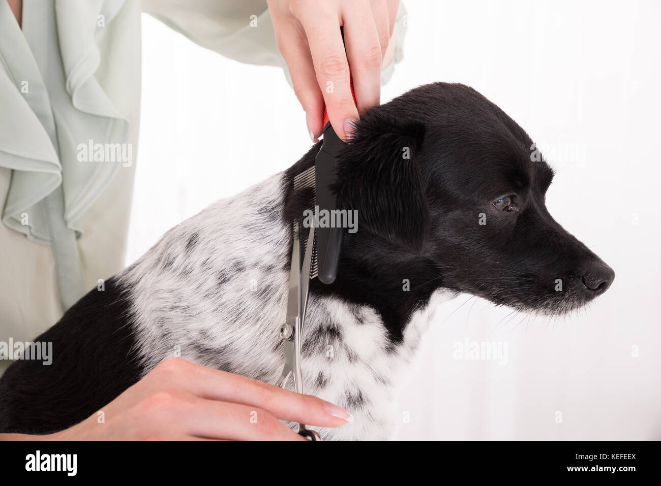 Close-up of Woman La coupe de cheveux de son chien avec Peigne et ciseaux Banque D'Images