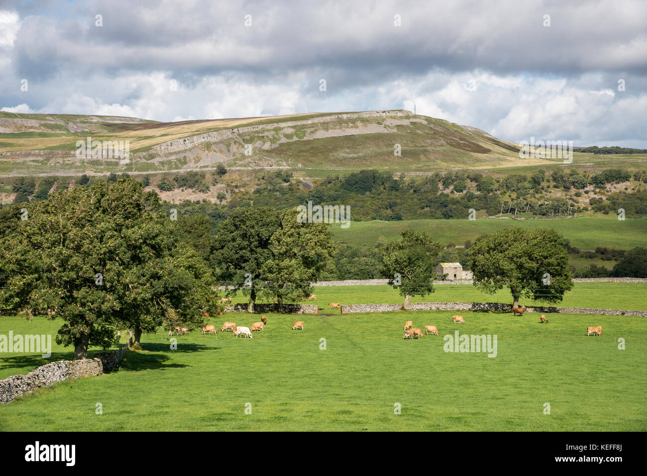 Belle campagne près de Aysgarth dans Wensleydale, Yorkshire Dales, Angleterre. Vue sur la vallée de Thornton Rust à Ivy cicatrice. Banque D'Images