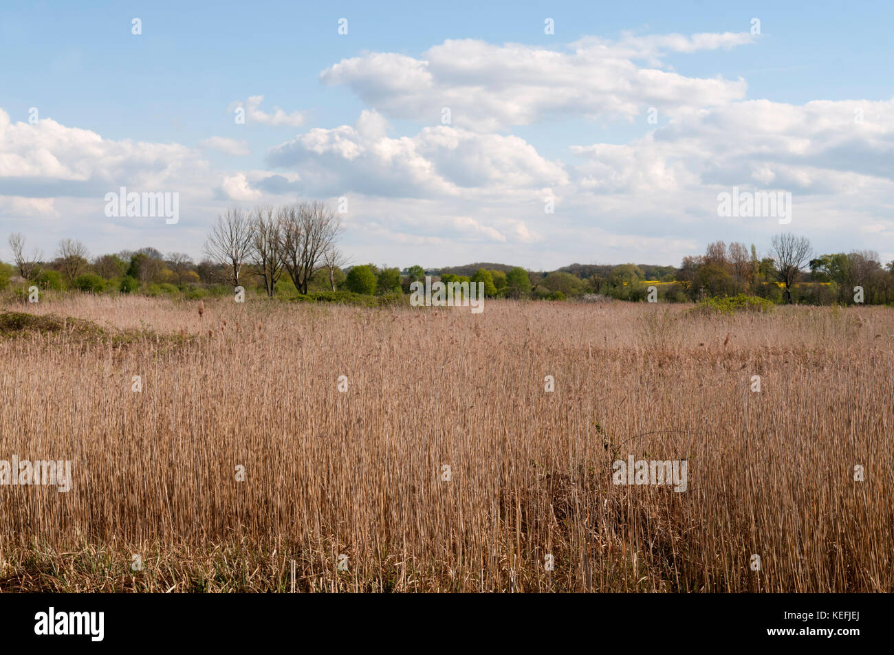 Roseau commun Phragmites australis AU MARAIS DE BRANDON Banque D'Images