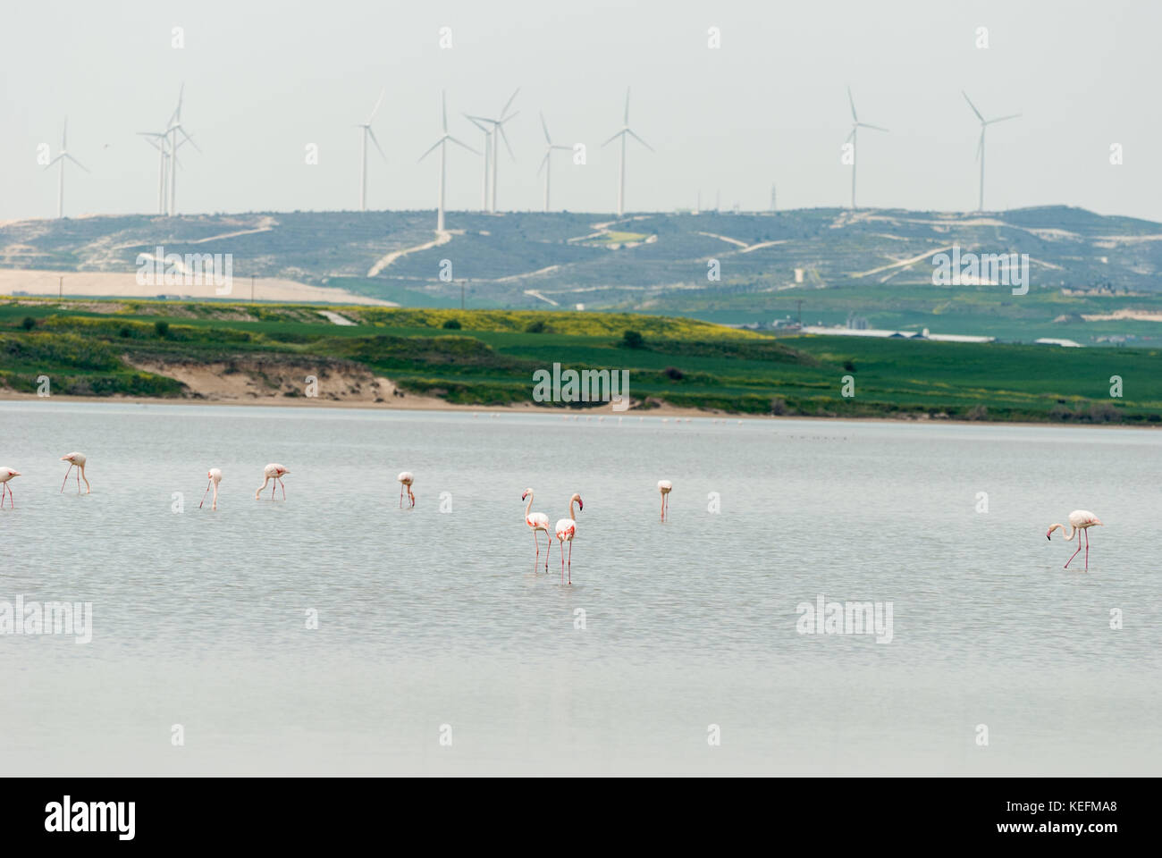 Les flamants se nourrissaient dans les lac salé de Larnaca - la mosquée Hala Sultan Tekke Banque D'Images