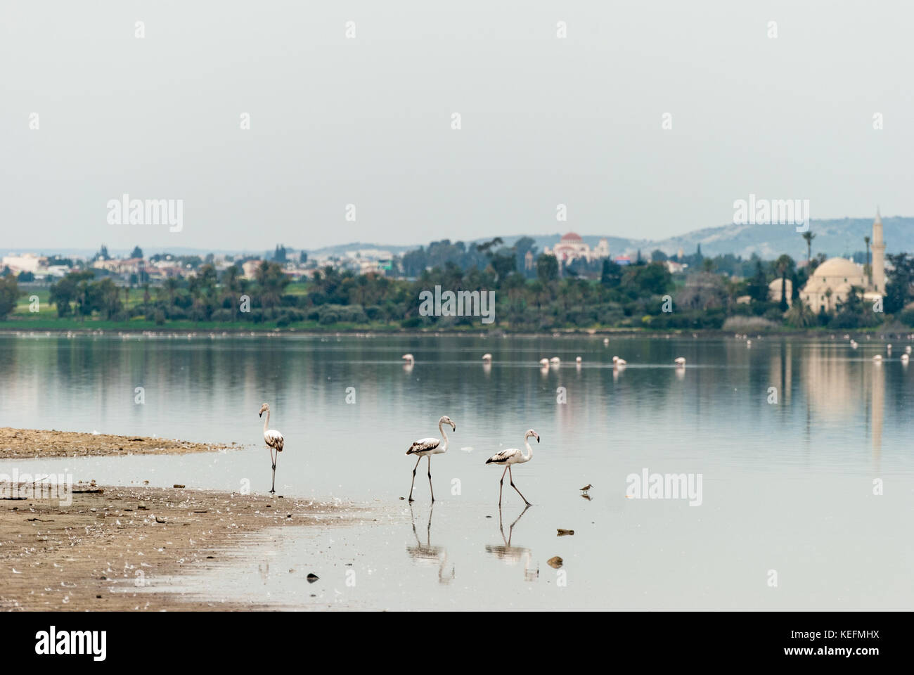 Les flamants se nourrissaient dans les lac salé de Larnaca - la mosquée Hala Sultan Tekke Banque D'Images