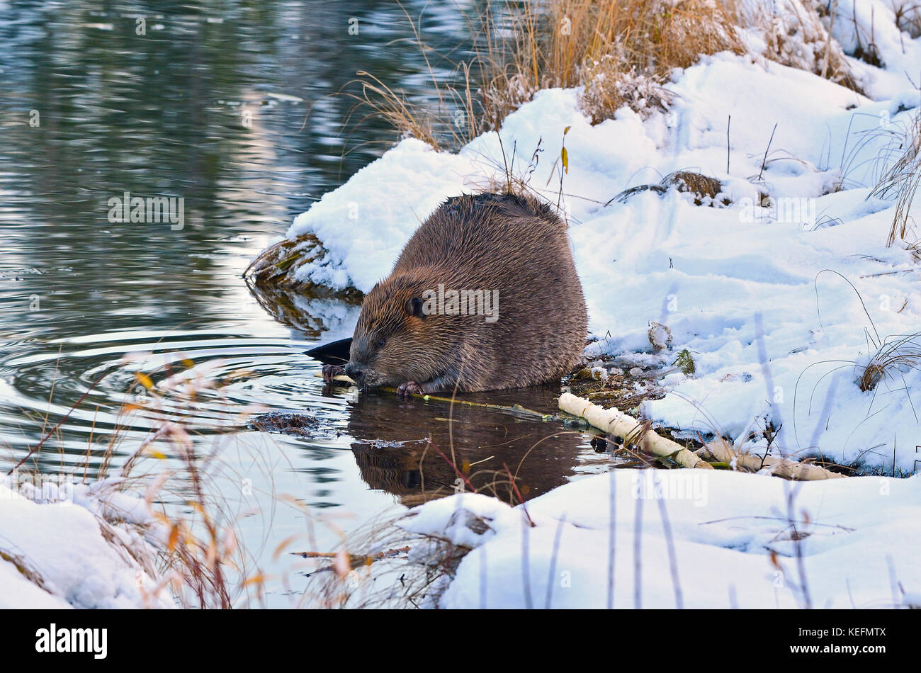 Un Castor Castor canadensis 'adultes' ; sur le rivage qui est couverte de neige se nourrissant d'une branche d'arbre tremble à Maxwell lake à Hinton, Alberta, Canada Banque D'Images