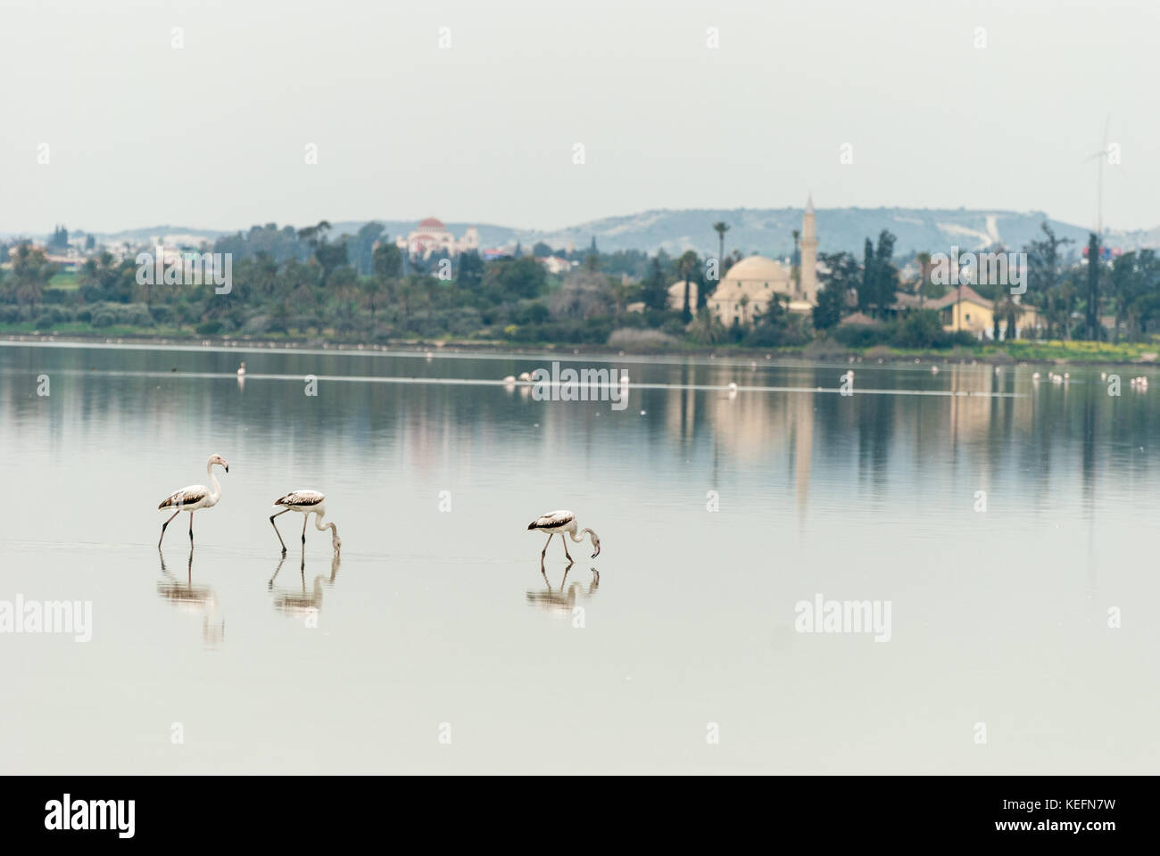 Les flamants se nourrissaient dans les lac salé de Larnaca - la mosquée Hala Sultan Tekke Banque D'Images