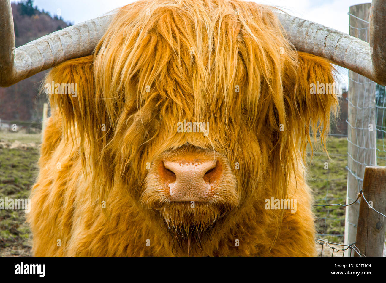 Une énorme vache de montagne aux cheveux orange, Écosse, Royaume-Uni Banque D'Images