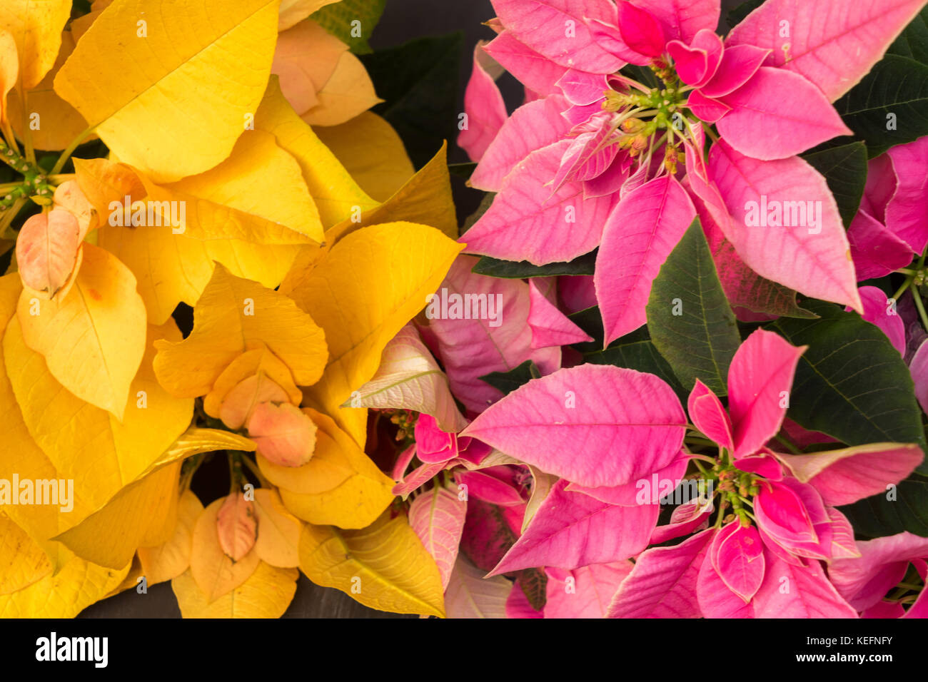 L'étoile de Noël rose et jaune fond fleurs Photo Stock - Alamy