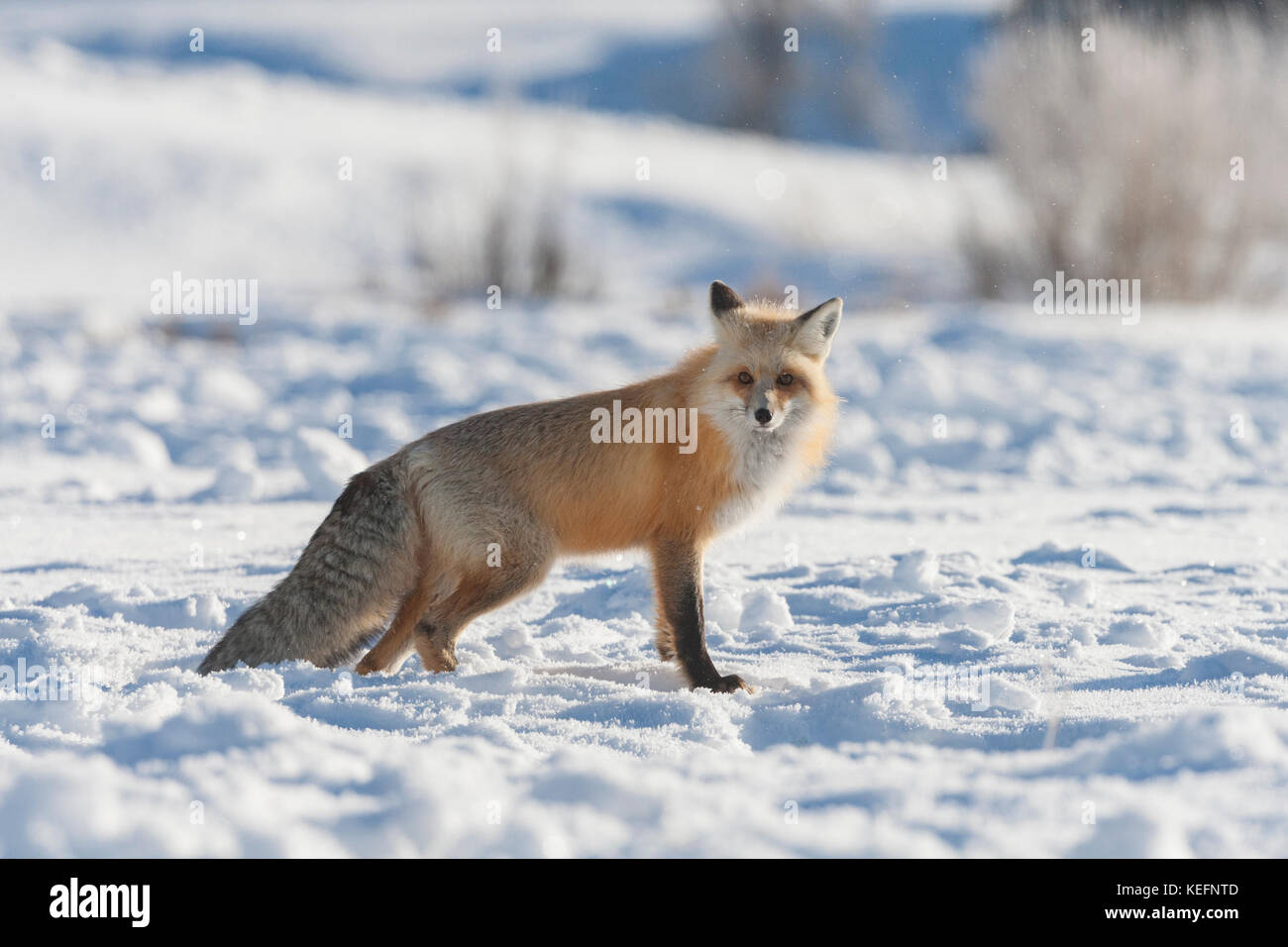 Red Fox au cours de l'hiver Banque D'Images
