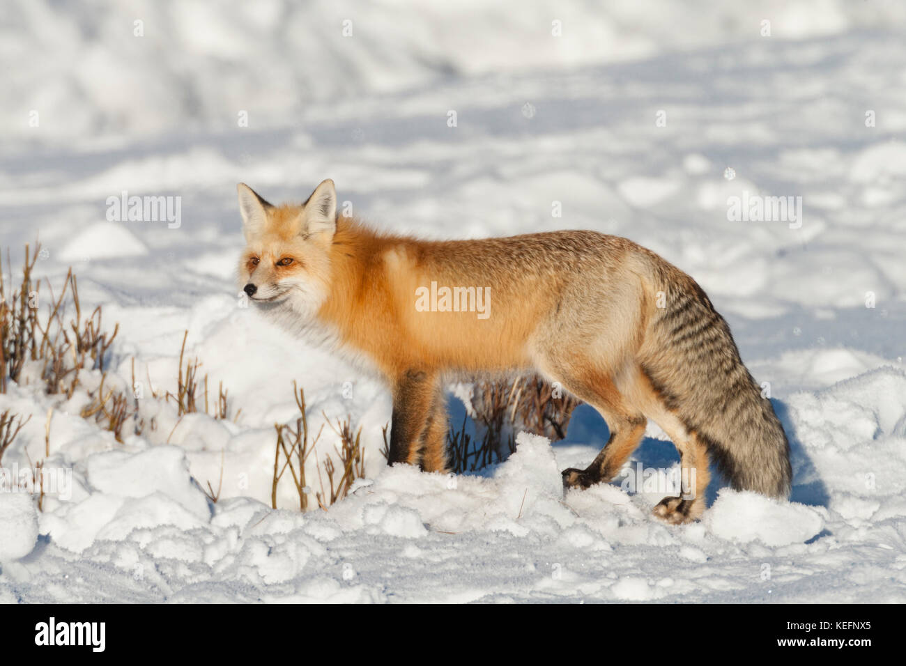 Red Fox au cours de l'hiver avec fourrure lourde protégeant de ce froid glacial dans le Parc National de Yellowstone, Wyoming Banque D'Images