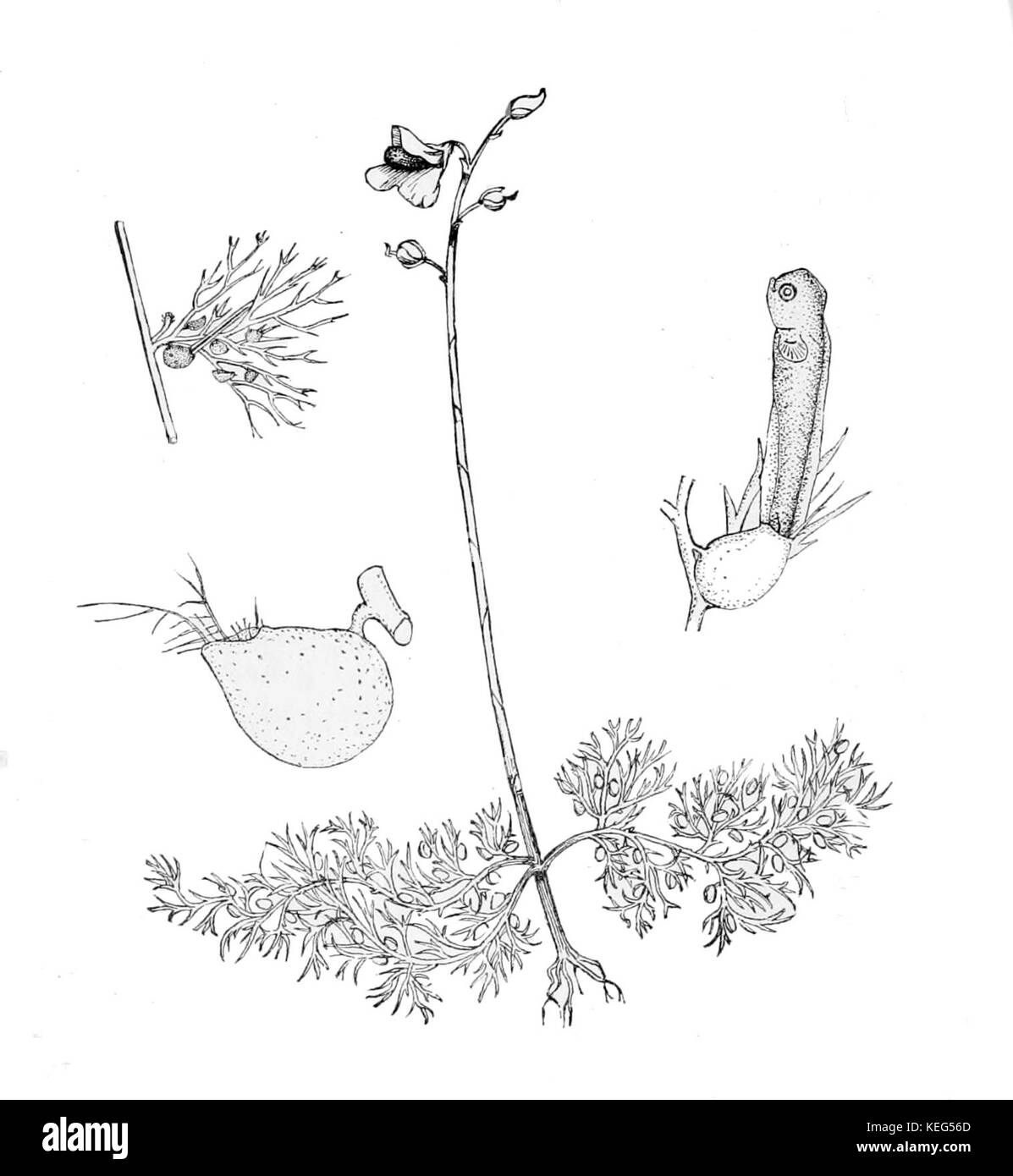 Utricularia macrorhiza est une espèce de plante carnivore aquatique présente en Amérique du Nord. Il est connu pour ses pièges semblables à la vessie qui capturent les petits organismes pour les nutriments. Cette plante prospère dans les zones humides et joue un rôle important dans son écosystème. Banque D'Images