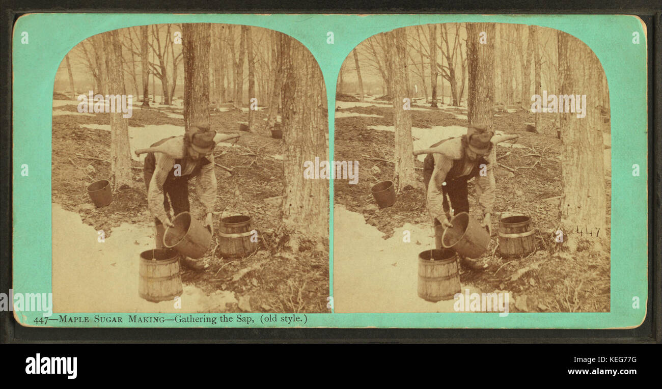 La fabrication du sucre d'érable consiste à recueillir la sève des érables à sucre et à la transformer en sirop. Cette technique à l'ancienne, capturée par la Vermont Stereoscopic Company, reflète les méthodes traditionnelles de production de sirop d'érable en Nouvelle-Angleterre. Banque D'Images
