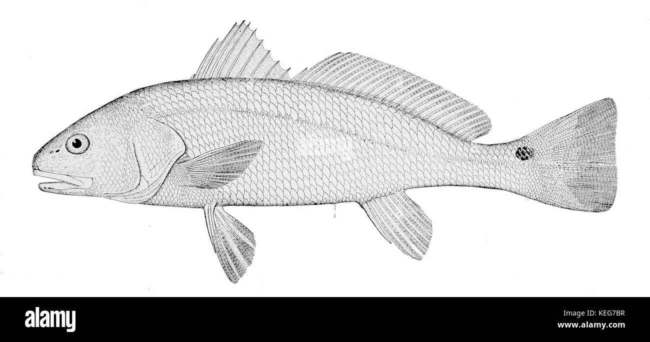 Sciaenops ocellatus, communément appelé le tambour rouge ou sébaste, est une espèce de poisson trouvée dans le golfe du Mexique et l'océan Atlantique. Connue pour sa coloration rouge distinctive et sa tache noire sur la queue, elle est une cible populaire pour la pêche récréative. Banque D'Images