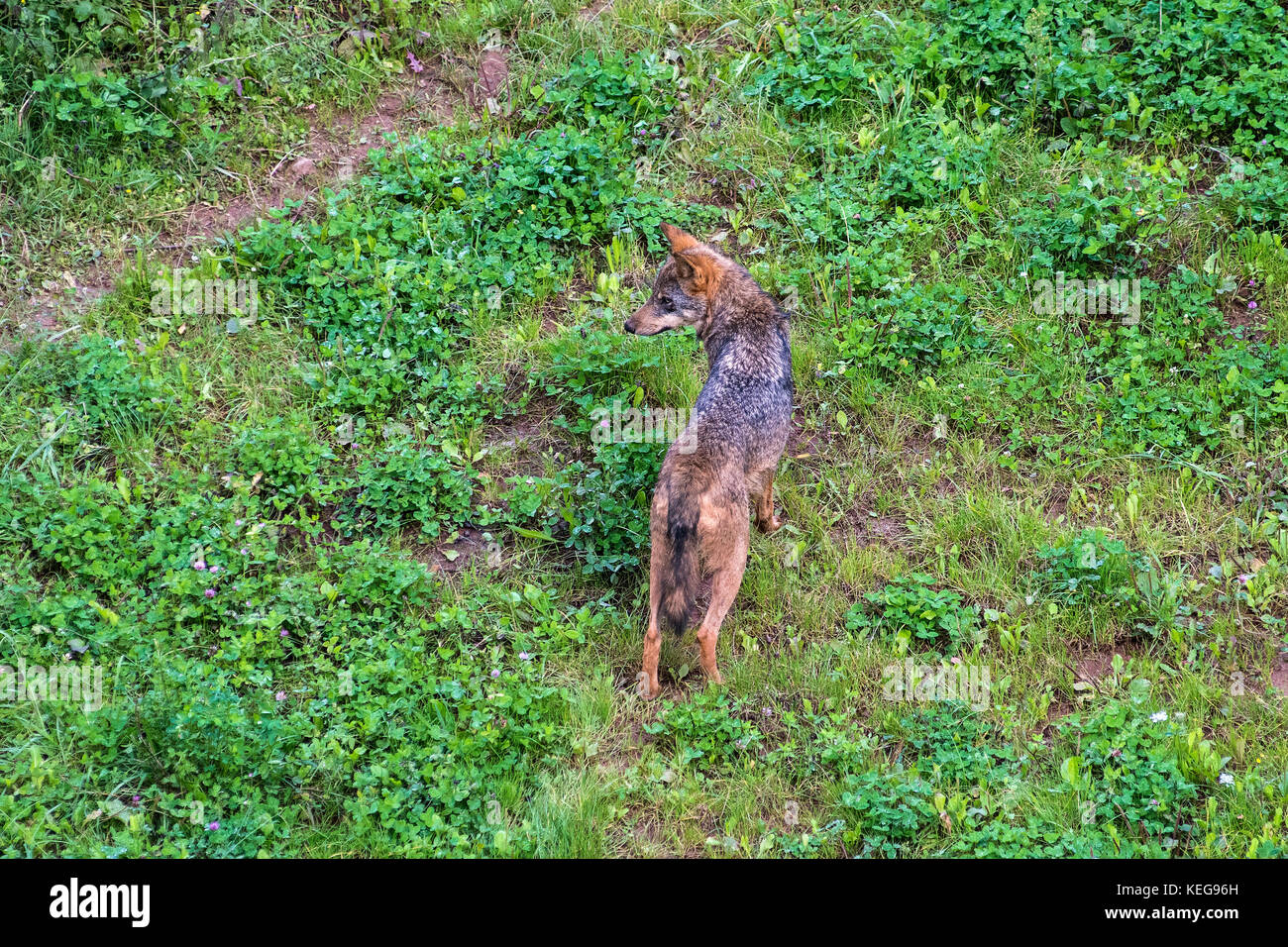 Un loup ibérique dans le parc naturel de Cabarceno Banque D'Images