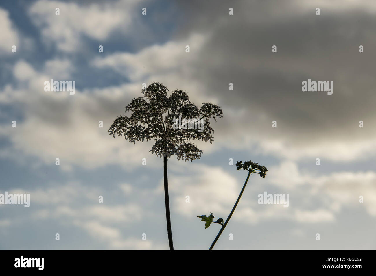 Coucou bleu plante dans un silhoueted bocage contre un ciel nuageux, au Royaume-Uni. Banque D'Images