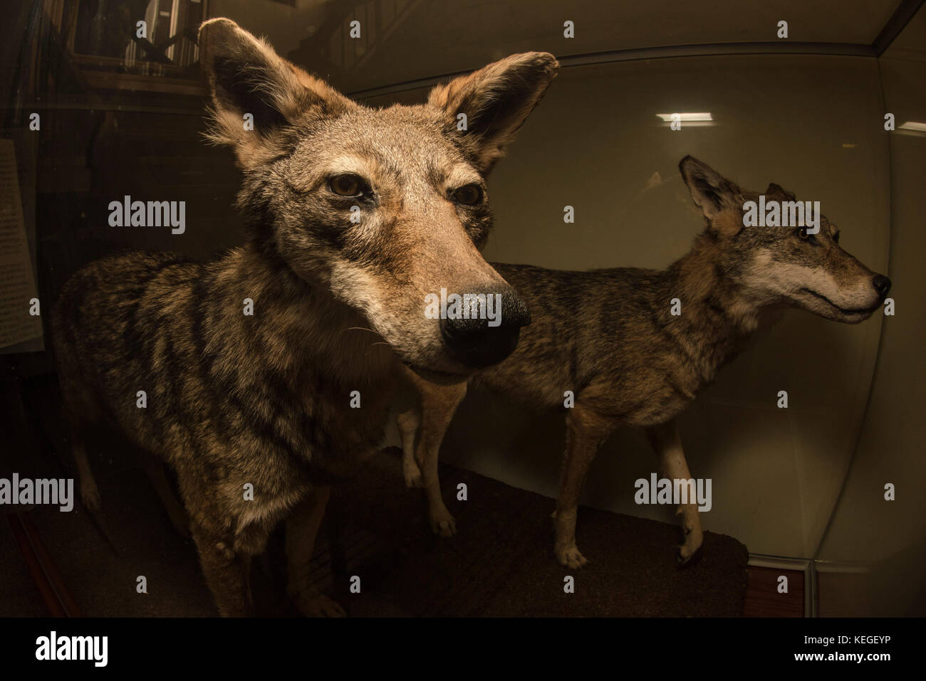 Une paire de loups rouges taxidermied en voie de disparition sur l'affichage dans le bâtiment de biologie à l'Université de la Caroline de l'Est. Banque D'Images
