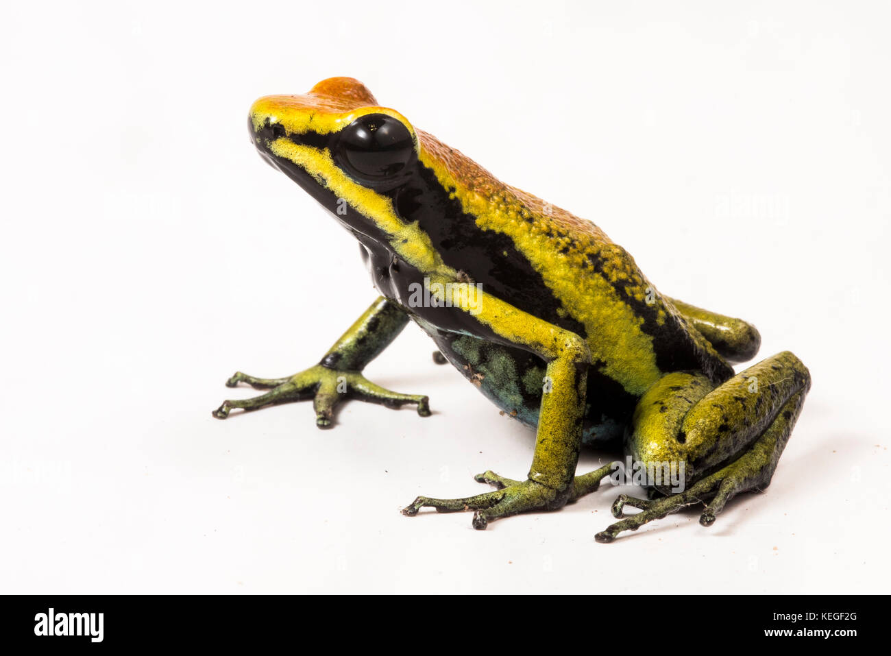 Bassler's Poison frog (Ameerega bassleri) est un beau poison frog seulement trouvés au Pérou où il vit dans les montagnes. Banque D'Images