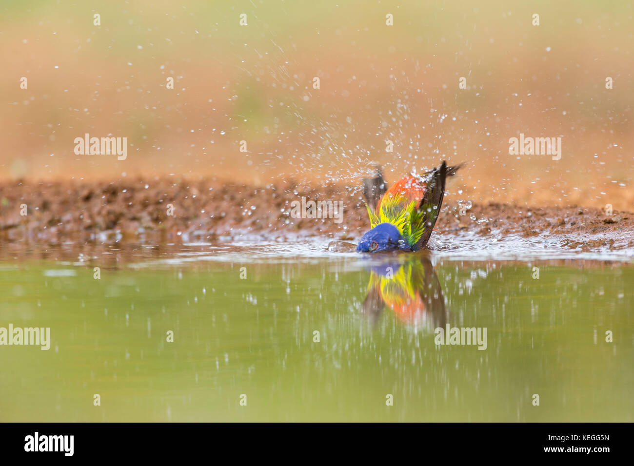 Bunting peint homme prendre un bain Banque D'Images